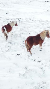 Kış Alanında Koşan Atlar. Kırsal Hayvanlar Kar Kaplı Çayır 'da. İzlanda 'da saf doğa. Donmuş Kuzey Manzarası Hava Görüntüsü 4k. Sosyal medya için çekim.