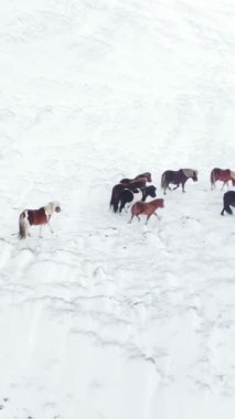 Kış Alanında Koşan Atlar. Kırsal Hayvanlar Kar Kaplı Çayır 'da. İzlanda 'da saf doğa. Donmuş Kuzey Manzarası Hava Görüntüsü 4k. Sosyal medya için çekim.