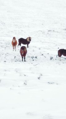 Kış Alanında Koşan Atlar. Kırsal Hayvanlar Kar Kaplı Çayır 'da. İzlanda 'da saf doğa. Donmuş Kuzey Manzarası Hava Görüntüsü 4k. Sosyal medya için çekim.