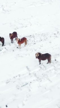 Kış Alanında Koşan Atlar. Kırsal Hayvanlar Kar Kaplı Çayır 'da. İzlanda 'da saf doğa. Donmuş Kuzey Manzarası Hava Görüntüsü 4k. Sosyal medya için çekim.