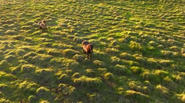 İzlanda 'da büyük bir at sürüsü. Yaz mevsiminde dağ çayırında. Ekolojik olarak temiz bir çevrede kırsal hayvanlar. 4k.