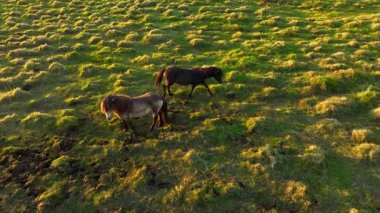 İzlanda 'da büyük bir at sürüsü. Yaz mevsiminde dağ çayırında. Ekolojik olarak temiz bir çevrede kırsal hayvanlar. 4k.