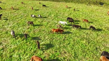 Genç at sürüsü otlatmak çiftlik çiftlikte hayvanlar yaz mera üzerinde