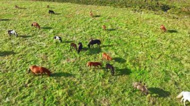 Genç at sürüsü otlatmak çiftlik çiftlikte hayvanlar yaz mera üzerinde