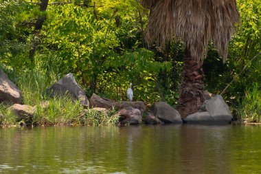 Bu deniz kenarındaki büyük mavi balıkçıl görüntüsü. Güzel su kuşu balık avlıyor. Kenarında tropik bir manzara gösteren palmiye ağaçları var..