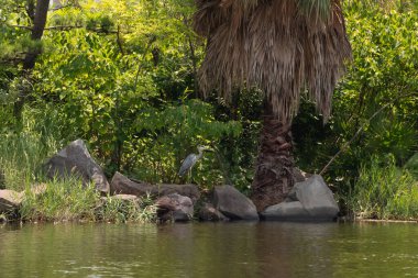 Bu deniz kenarındaki büyük mavi balıkçıl görüntüsü. Güzel su kuşu balık avlıyor. Kenarında tropik bir manzara gösteren palmiye ağaçları var..