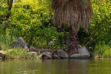 Bu deniz kenarındaki büyük mavi balıkçıl görüntüsü. Güzel su kuşu balık avlıyor. Kenarında tropik bir manzara gösteren palmiye ağaçları var..