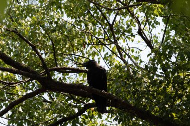 Bu güzel siyah korvid fotoğraf çekildiğinde ağaca konmuştu. Bu, daldaki bir karga. Büyük gagası açık, sıcak olduğunu ve kendini serinletmeye çalıştığını gösteriyor..