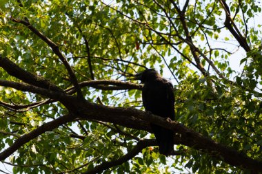 Bu güzel siyah korvid fotoğraf çekildiğinde ağaca konmuştu. Bu, daldaki bir karga. Büyük gagası açık, sıcak olduğunu ve kendini serinletmeye çalıştığını gösteriyor..