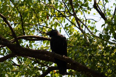 Bu güzel siyah korvid fotoğraf çekildiğinde ağaca konmuştu. Bu, daldaki bir karga. Büyük gagası açık, sıcak olduğunu ve kendini serinletmeye çalıştığını gösteriyor..