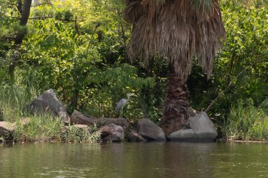 Bu deniz kenarındaki büyük mavi balıkçıl görüntüsü. Güzel su kuşu balık avlıyor. Kenarında tropik bir manzara gösteren palmiye ağaçları var..