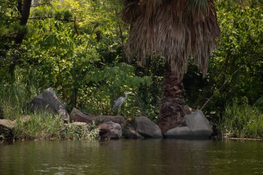 Bu deniz kenarındaki büyük mavi balıkçıl görüntüsü. Güzel su kuşu balık avlıyor. Kenarında tropik bir manzara gösteren palmiye ağaçları var..