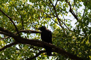 Bu güzel siyah korvid fotoğraf çekildiğinde ağaca konmuştu. Bu, daldaki bir karga. Büyük gagası açık, sıcak olduğunu ve kendini serinletmeye çalıştığını gösteriyor..