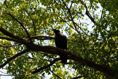Bu güzel siyah korvid fotoğraf çekildiğinde ağaca konmuştu. Bu, daldaki bir karga. Büyük gagası açık, sıcak olduğunu ve kendini serinletmeye çalıştığını gösteriyor..