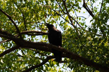 Bu güzel siyah korvid fotoğraf çekildiğinde ağaca konmuştu. Bu, daldaki bir karga. Büyük gagası açık, sıcak olduğunu ve kendini serinletmeye çalıştığını gösteriyor..