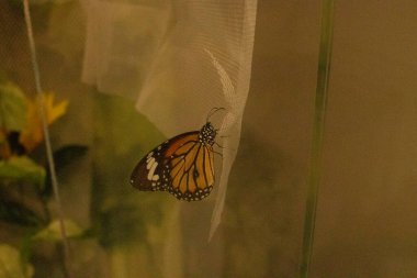 Bu kral kelebeği fotoğraf çekildiğinde bir yaprağa tutunuyordu. Siyah ve turuncu kanatlar yan tarafta dinleniyor. Antenler etrafa dokunuyor. Beyaz benekli gövde türü gösterir.