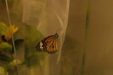 Bu kral kelebeği fotoğraf çekildiğinde bir yaprağa tutunuyordu. Siyah ve turuncu kanatlar yan tarafta dinleniyor. Antenler etrafa dokunuyor. Beyaz benekli gövde türü gösterir.