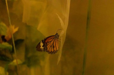Bu kral kelebeği fotoğraf çekildiğinde bir yaprağa tutunuyordu. Siyah ve turuncu kanatlar yan tarafta dinleniyor. Antenler etrafa dokunuyor. Beyaz benekli gövde türü gösterir.