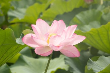 Bu gölette yatan güzel bir Hint Lotusu. Pembe yapraklar güneş panelleri gibi güneşe doğru yayılarak ışığı yakalıyordu. Sarı merkez, güneş gibi altın. Büyük yeşil yapraklar..