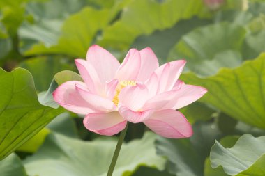 Bu gölette yatan güzel bir Hint Lotusu. Pembe yapraklar güneş panelleri gibi güneşe doğru yayılarak ışığı yakalıyordu. Sarı merkez, güneş gibi altın. Büyük yeşil yapraklar..