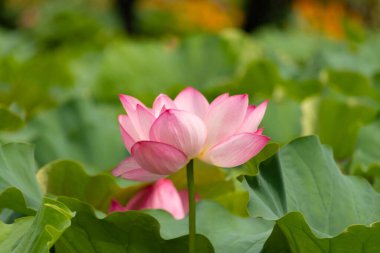 Güzel Hint Lotusu bir göletin üzerinde yatıyordu. Pembe yapraklar güneş panelleri gibi güneşe doğru yayılarak ışığı yakalıyordu. Kenarları iç kısımdan daha koyu. Büyük yeşil yapraklar her yerde..