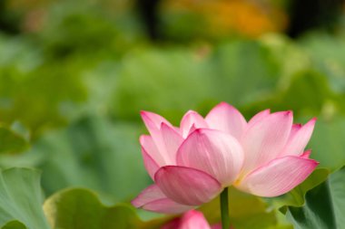 Güzel Hint Lotusu bir göletin üzerinde yatıyordu. Pembe yapraklar güneş panelleri gibi güneşe doğru yayılarak ışığı yakalıyordu. Kenarları iç kısımdan daha koyu. Büyük yeşil yapraklar her yerde..