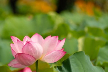 Güzel Hint Lotusu bir göletin üzerinde yatıyordu. Pembe yapraklar güneş panelleri gibi güneşe doğru yayılarak ışığı yakalıyordu. Kenarları iç kısımdan daha koyu. Büyük yeşil yapraklar her yerde..