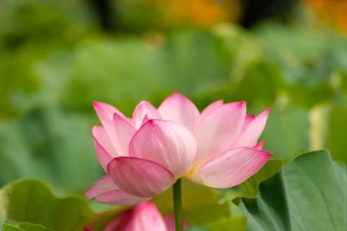 Güzel Hint Lotusu bir göletin üzerinde yatıyordu. Pembe yapraklar güneş panelleri gibi güneşe doğru yayılarak ışığı yakalıyordu. Kenarları iç kısımdan daha koyu. Büyük yeşil yapraklar her yerde..