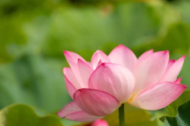 Güzel Hint Lotusu bir göletin üzerinde yatıyordu. Pembe yapraklar güneş panelleri gibi güneşe doğru yayılarak ışığı yakalıyordu. Kenarları iç kısımdan daha koyu. Büyük yeşil yapraklar her yerde..