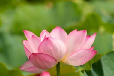 Güzel Hint Lotusu bir göletin üzerinde yatıyordu. Pembe yapraklar güneş panelleri gibi güneşe doğru yayılarak ışığı yakalıyordu. Kenarları iç kısımdan daha koyu. Büyük yeşil yapraklar her yerde..