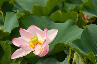 Bu gölette yatan güzel bir Hint Lotusu. Pembe yapraklar güneş panelleri gibi güneşe doğru yayılarak ışığı yakalıyordu. Sarı merkez, güneş gibi altın. Büyük yeşil yapraklar..