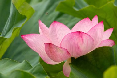 Güzel Hint Lotusu bir göletin üzerinde yatıyordu. Pembe yapraklar güneş panelleri gibi güneşe doğru yayılarak ışığı yakalıyordu. Kenarları iç kısımdan daha koyu. Büyük yeşil yapraklar her yerde..