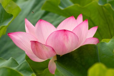 Güzel Hint Lotusu bir göletin üzerinde yatıyordu. Pembe yapraklar güneş panelleri gibi güneşe doğru yayılarak ışığı yakalıyordu. Kenarları iç kısımdan daha koyu. Büyük yeşil yapraklar her yerde..