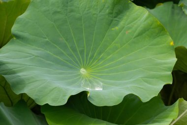Bu güzel yeşil nilüfer yaprağı fotoğraf çekildiğinde gölette oturuyordu. Su çok sakin ve yansıtıcı, neredeyse bir ayna gibi. Tesisin üzerinde boncuklar vardı..  