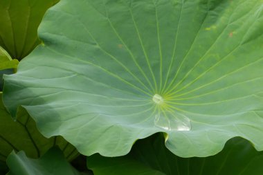 Bu güzel yeşil nilüfer yaprağı fotoğraf çekildiğinde gölette oturuyordu. Su çok sakin ve yansıtıcı, neredeyse bir ayna gibi. Tesisin üzerinde boncuklar vardı..  