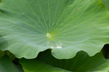 Bu güzel yeşil nilüfer yaprağı fotoğraf çekildiğinde gölette oturuyordu. Su çok sakin ve yansıtıcı, neredeyse bir ayna gibi. Tesisin üzerinde boncuklar vardı..  