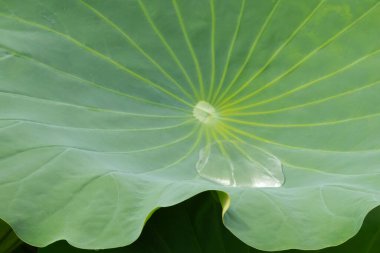 Bu güzel yeşil nilüfer yaprağı fotoğraf çekildiğinde gölette oturuyordu. Su çok sakin ve yansıtıcı, neredeyse bir ayna gibi. Tesisin üzerinde boncuklar vardı..  