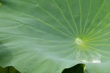 Bu güzel yeşil nilüfer yaprağı fotoğraf çekildiğinde gölette oturuyordu. Su çok sakin ve yansıtıcı, neredeyse bir ayna gibi. Tesisin üzerinde boncuklar vardı..  