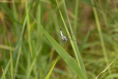 Bu güzel yusufçuk bu arazide uçuyordu ve çim yapraklarına tutunuyordu. Güzel vücudu parçalanmış görünüyor. İçlerindeki siyah hücreyi gösteren açık kanatlar uzanıyor..