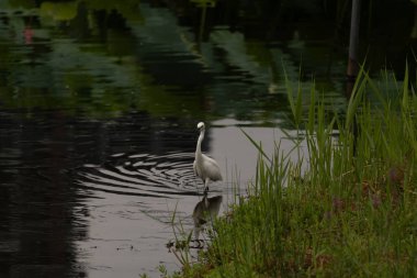 Bu büyük balıkçıl fotoğraf çekildiğinde suda yüzüyordu. Bu kuş gölde yiyecek arıyor. Hareketi gösteren dalgalar. Kuşun net yansıması çok güzel..
