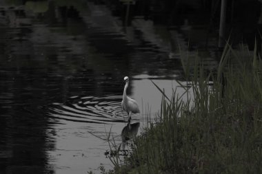 Bu büyük balıkçıl fotoğraf çekildiğinde suda yüzüyordu. Bu kuş gölde yiyecek arıyor. Hareketi gösteren dalgalar. Kuşun net yansıması çok güzel..