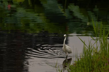 Bu büyük balıkçıl fotoğraf çekildiğinde suda yüzüyordu. Bu kuş gölde yiyecek arıyor. Hareketi gösteren dalgalar. Kuşun net yansıması çok güzel..