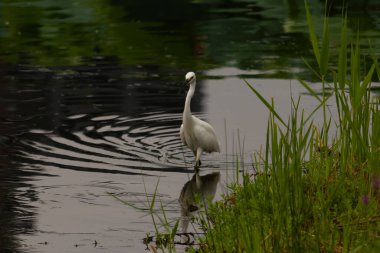 Bu büyük balıkçıl fotoğraf çekildiğinde suda yüzüyordu. Bu kuş gölde yiyecek arıyor. Hareketi gösteren dalgalar. Kuşun net yansıması çok güzel..