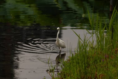 Bu büyük balıkçıl fotoğraf çekildiğinde suda yüzüyordu. Bu kuş gölde yiyecek arıyor. Hareketi gösteren dalgalar. Kuşun net yansıması çok güzel..
