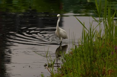 Bu büyük balıkçıl fotoğraf çekildiğinde suda yüzüyordu. Bu kuş gölde yiyecek arıyor. Hareketi gösteren dalgalar. Kuşun net yansıması çok güzel..