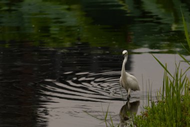 Bu büyük balıkçıl fotoğraf çekildiğinde suda yüzüyordu. Bu kuş gölde yiyecek arıyor. Hareketi gösteren dalgalar. Kuşun net yansıması çok güzel..