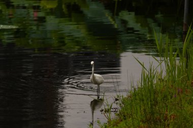 Bu büyük balıkçıl fotoğraf çekildiğinde suda yüzüyordu. Bu kuş gölde yiyecek arıyor. Hareketi gösteren dalgalar. Kuşun net yansıması çok güzel..