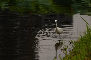 Bu büyük balıkçıl fotoğraf çekildiğinde suda yüzüyordu. Bu kuş gölde yiyecek arıyor. Hareketi gösteren dalgalar. Kuşun net yansıması çok güzel..