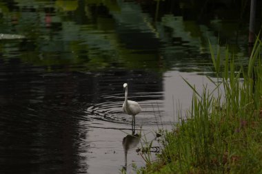 Bu büyük balıkçıl fotoğraf çekildiğinde suda yüzüyordu. Bu kuş gölde yiyecek arıyor. Hareketi gösteren dalgalar. Kuşun net yansıması çok güzel..