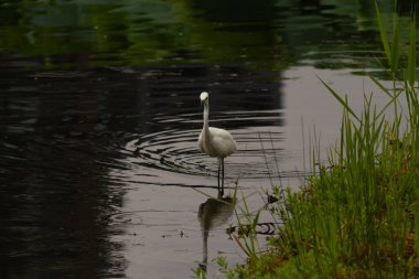 Bu büyük balıkçıl fotoğraf çekildiğinde suda yüzüyordu. Bu kuş gölde yiyecek arıyor. Hareketi gösteren dalgalar. Kuşun net yansıması çok güzel..